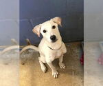 Small #6 Labrador Retriever Mix