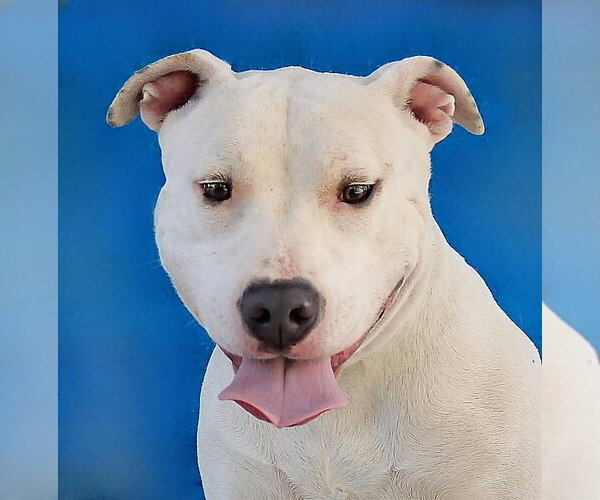 Medium Photo #1 Mutt Puppy For Sale in Pasadena, CA, USA