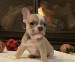 Small Photo #5 French Bulldog Puppy For Sale in KENDALL PARK, NJ, USA