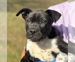 Boston Terrier-Unknown Mix Dogs for adoption in Yardley, PA, USA