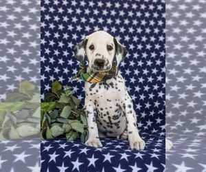 Dalmatian Puppy for sale in QUARRYVILLE, PA, USA