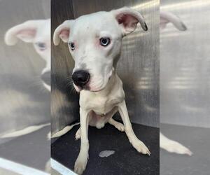 American Staffordshire Terrier-Unknown Mix Dogs for adoption in San Antonio, TX, USA