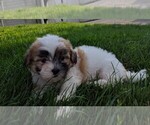 Small Photo #2 Mal-Shi Puppy For Sale in FREDERICKSBURG, OH, USA