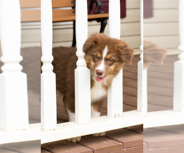 Medium Photo #1 Australian Shepherd Puppy For Sale in ROCKY MOUNT, VA, USA