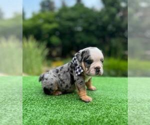 Bulldog Puppy for sale in SAINT CHARLES, IL, USA