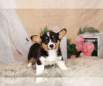 Small Photo #6 Pembroke Welsh Corgi Puppy For Sale in WARSAW, IN, USA
