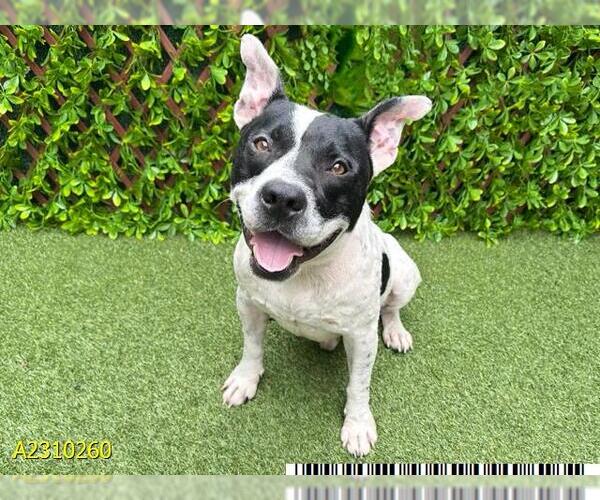 Medium Photo #2 American Pit Bull Terrier-Unknown Mix Puppy For Sale in West Palm Beach, FL, USA