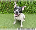 Small #1 American Pit Bull Terrier Mix