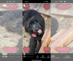 Small Photo #1 Labradoodle Puppy For Sale in PETAL, MS, USA