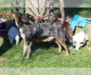 Father of the Texas Heeler puppies born on 01/17/2022