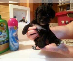 Poodle (Toy)-Yorkshire Terrier Mix Puppy for sale in GREENSBURG, KY, USA