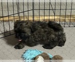 Martha - Female Shih-Poo Puppy for Sale - Photo #4
