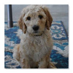 Goldendoodle Puppy for sale in SALT LAKE CITY, UT, USA