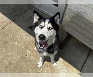 Siberian Husky-Unknown Mix Dogs for adoption in Grand Prairie, TX, USA