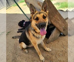 German Shepherd Dog Dogs for adoption in Long Beach, CA, USA