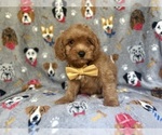 Small #4 Cavapoo