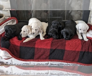 Labrador Retriever Puppy for sale in FRESNO, CA, USA