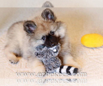 Small Photo #30 Keeshond Puppy For Sale in FAYETTEVILLE, TN, USA