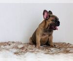 Small Photo #12 French Bulldog Puppy For Sale in HOUSTON, TX, USA
