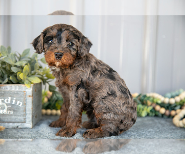 Medium Photo #3 Cavapoo Puppy For Sale in NAPPANEE, IN, USA