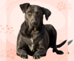 Small #1 Labrador Retriever Mix