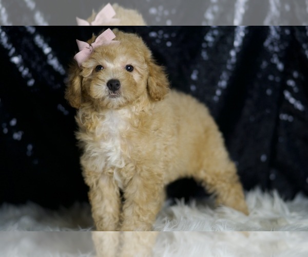 Medium Photo #3 Poodle (Miniature) Puppy For Sale in WARSAW, IN, USA