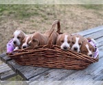 Small Photo #20 Basset Hound Puppy For Sale in ORLAND, CA, USA