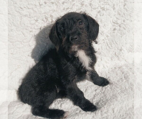 Medium Photo #1 Mutt Puppy For Sale in Oak Bluffs, MA, USA