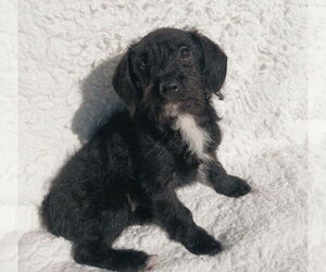 Mutt Dogs for adoption in Oak Bluffs, MA, USA