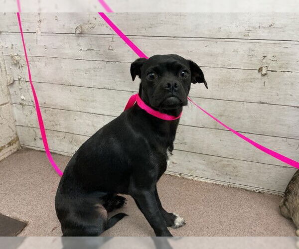 Medium Photo #1 Chug Puppy For Sale in San Bernardino, CA, USA