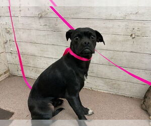 Chug Dogs for adoption in San Bernardino, CA, USA