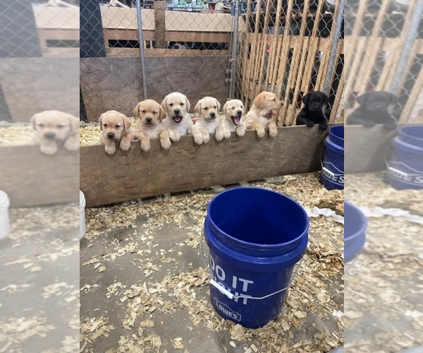 Medium Photo #1 Labrador Retriever Puppy For Sale in SPRINGFIELD, IL, USA