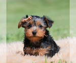 Small Photo #49 Yorkshire Terrier Puppy For Sale in WARSAW, IN, USA