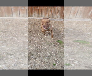 CJ - Female Mutt Dog for Adoption - Photo #4
