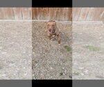 Small Photo #4 Mutt Puppy For Sale in Evansville, IN, USA