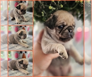 Pug Puppy for sale in BRIDGETOWN, OH, USA