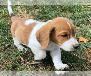 Basset Hound Puppy for sale in INDIANAPOLIS, IN, USA
