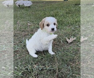 Cavalier King Charles Spaniel-Maltipoo Mix Puppy for sale in MAGNOLIA, TX, USA