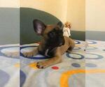 Small Photo #17 French Bulldog Puppy For Sale in BAY VIEW, WI, USA