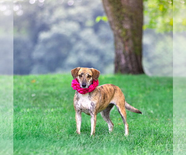 Medium Photo #7 Mountain Cur-Unknown Mix Puppy For Sale in Unionville, PA, USA