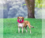 Small #6 Mountain Cur Mix