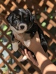 Puppy 3 Miniature American Shepherd