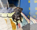Small #1 Staffordshire Bull Terrier Mix