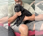 Small Photo #17 Rotticorso Puppy For Sale in REEVESVILLE, SC, USA