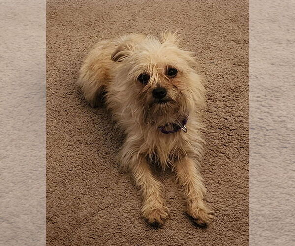 Medium Photo #10 Mutt Puppy For Sale in Philadelphia, PA, USA