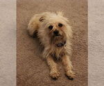 Small #9 Mutt
