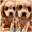 Small Photo #12 Cavalier King Charles Spaniel Puppy For Sale in LEICESTER, NC, USA