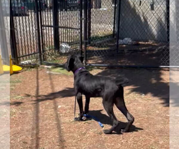 Medium Photo #6 Mutt Puppy For Sale in Goodyear, AZ, USA
