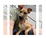 Small #8 Redbone Coonhound Mix