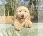 Small Photo #9 Goldendoodle Puppy For Sale in OCALA, FL, USA